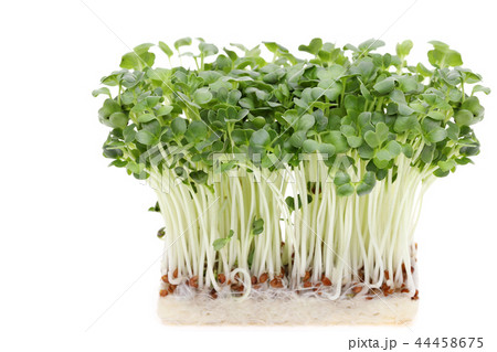 カイワレ大根 野菜 カイワレ大根 野菜 44458675