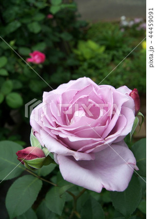 ブルームーンの咲く庭 44459091