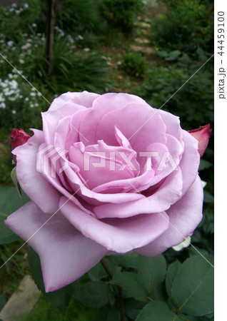 ブルームーンの咲く庭 ブルームーンの咲く庭 44459100