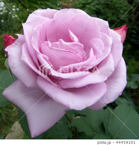 ブルームーンの咲く庭 44459101