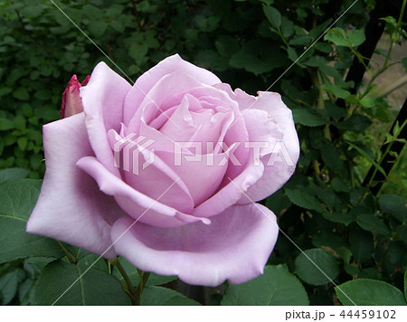 ブルームーンの咲く庭 44459102