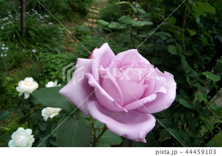 ブルームーンの咲く庭 ブルームーンの咲く庭 44459103