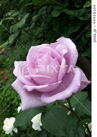 ブルームーンの咲く庭 44459104