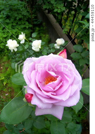 ブルームーンの咲く庭 44459110