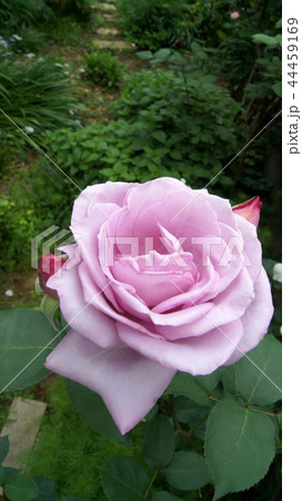 16:9 ブルームーンの咲く庭 16:9 ブルームーンの咲く庭 44459169