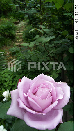 16：9　ブルームーンの咲く庭 44459170