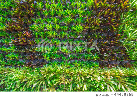 Background the bromeliad in the garden. Background the bromeliad in the garden. 44459269