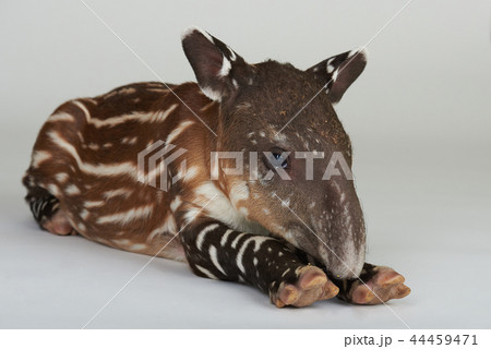Newborn tapir animal 44459471