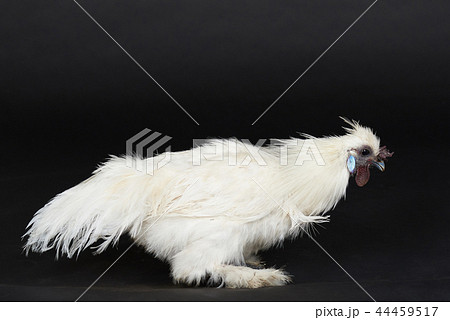 One fluffy white chicken One fluffy white chicken 44459517