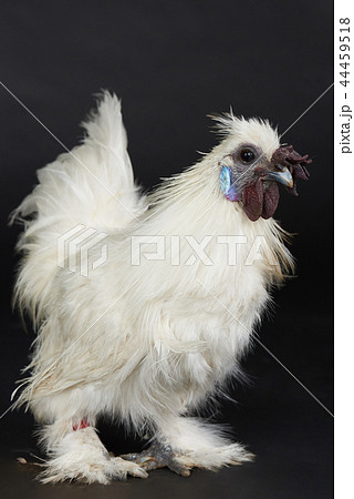 One white rooster 44459518