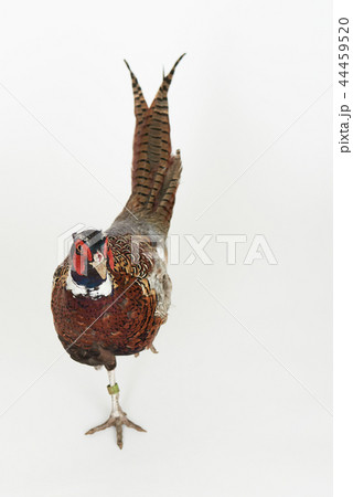 Walking pheasant on white background 44459520