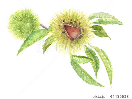 美しい花の画像 トップ100 イラスト 栗の木