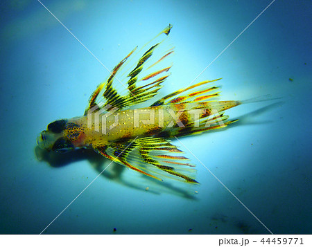 トビウオの幼魚 Flying Fish 飛び魚 飛魚 子供 子どもの写真素材