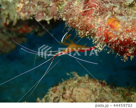 アカシマシラヒゲエビ 赤縞白髭蝦 Pacific cleaner shrimp アカシマシラヒゲエビ 赤縞白髭蝦 Pacific cleaner shrimp 44459782