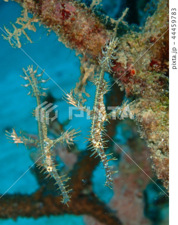 ニシキフウライウオのペア Harlequin ghost pipefish 剃刀魚 ニシキフウライウオのペア Harlequin ghost pipefish 剃刀魚 44459783