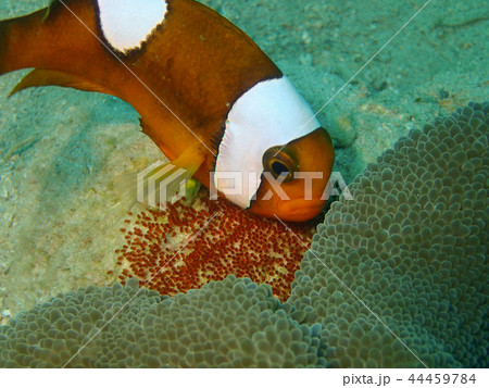 卵を世話するトウアカクマノミのオス　Saddleback clownfish　鞍斑海葵魚　 44459784