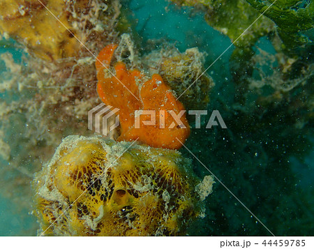 オオモンカエルアンコウの幼魚　オレンジ　Giant frogfish 44459785