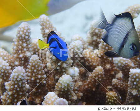 ナンヨウハギ Blue tang Palette surgeonfish ドリーの写真素材 ナンヨウハギ Blue tang Palette surgeonfish ドリーの写真素材