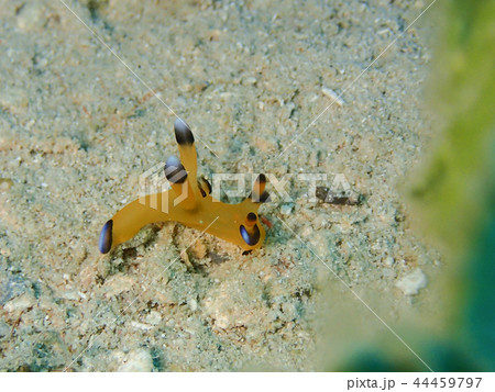 ウデフリツノザヤウミウシ ピカチューウミウシ sea slug nudibranch ウデフリツノザヤウミウシ ピカチューウミウシ sea slug nudibranch 44459797