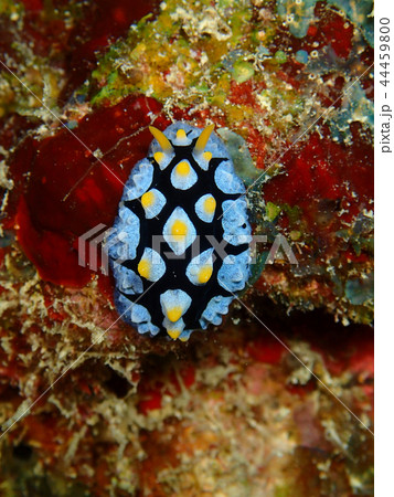 フリエリイボウミウシ ウミウシ うみうし sea slug nudibranch フリエリイボウミウシ ウミウシ うみうし sea slug nudibranch 44459800
