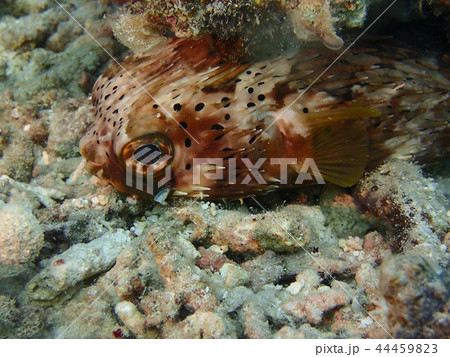 珊瑚の下で寝ているヒトヅラハリセンボン Black Blotched Porcupinefishの写真素材