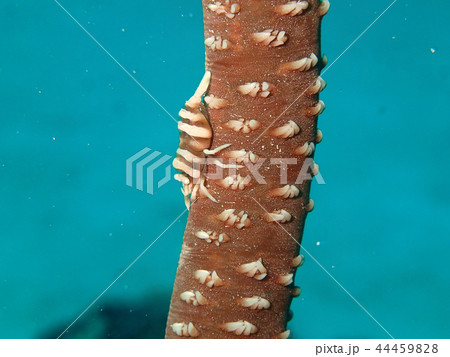 ムチカラマツに住むムチカラマツエビ ムチカラマツに住むムチカラマツエビ 44459828