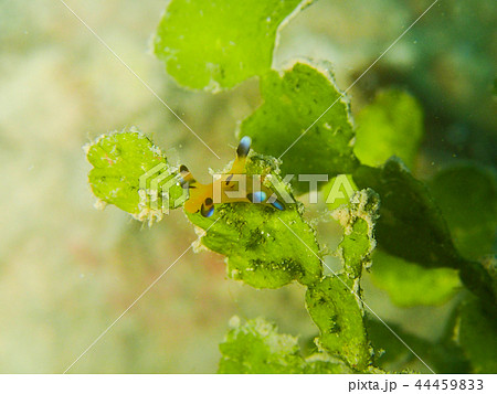 ウデフリツノザヤウミウシ　ピカチューウミウシ　sea slug　nudibranch 44459833