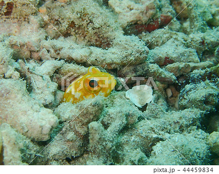 黄色いジョーフィッシュ　Jawfish　カエルアマダイ 44459834