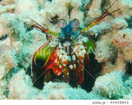 モンハナシャコ　Peacock mantis shrimp 　紋花蝦蛄 44459843