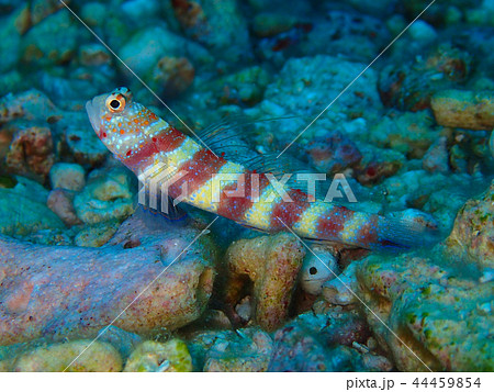 クビアカハゼ　Gorgeous prawn-goby　Burgundy Shrimp-Goby 44459854