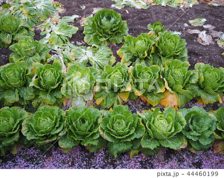 fresh cabbage,headed cabbage fresh cabbage,headed cabbage 44460199