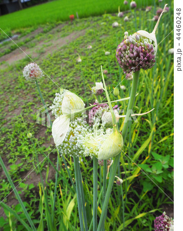garlic flower 44460248
