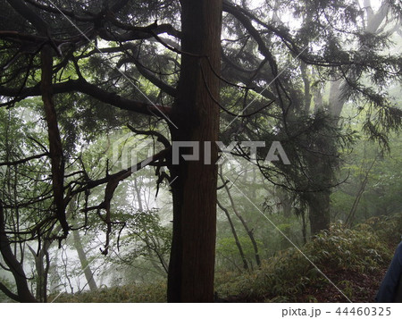 霧のブナ林 44460325