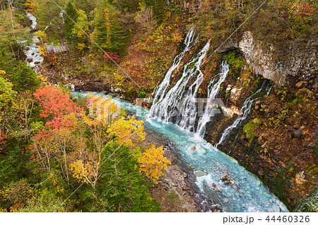 美瑛白金の白ひげの滝 44460326