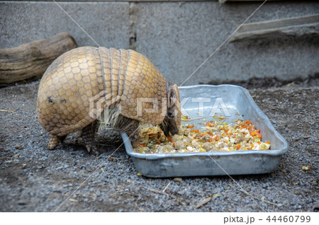 伊豆アニマルキングダム|マタコミツオビアルマジロ 伊豆アニマルキングダム|マタコミツオビアルマジロ 44460799