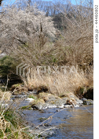 川岸の白梅 川岸の白梅 44460802