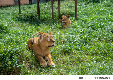 伊豆アニマルキングダム｜ライオン 44460804