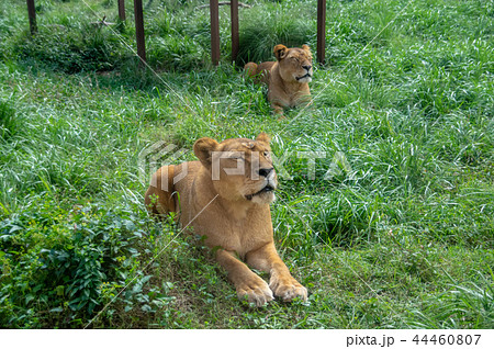 伊豆アニマルキングダム｜ライオン 44460807