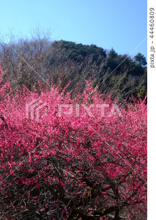 紅梅 紅梅 44460809