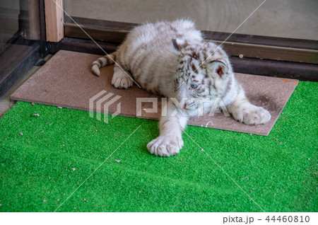 伊豆アニマルキングダム｜ホワイトタイガー 44460810