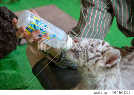 伊豆アニマルキングダム｜ホワイトタイガー 44460812