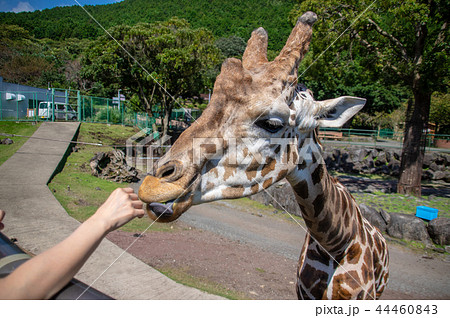 伊豆アニマルキングダム|アミメキリン 伊豆アニマルキングダム|アミメキリン 44460843