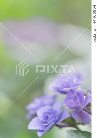 八重咲の額アジサイ 44460904