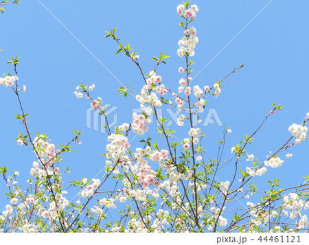 冬春の花　あおぞらの冬桜 44461121
