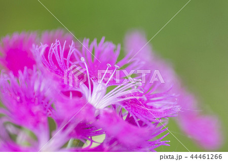 ナデシコ 44461266