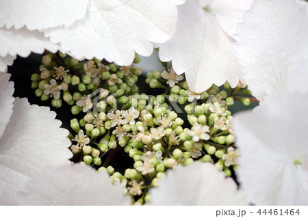 花の中の花 花の中の花 44461464