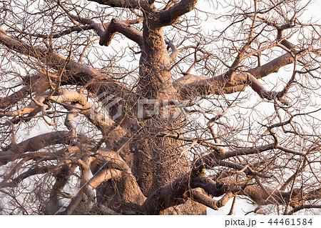 Large baobab tree in Botswana Large baobab tree in Botswana 44461584