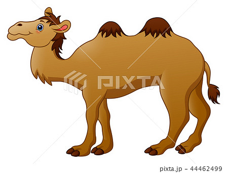 Vector illustration of Cute camel cartoon - Stock Illustration [44462499] -  PIXTA