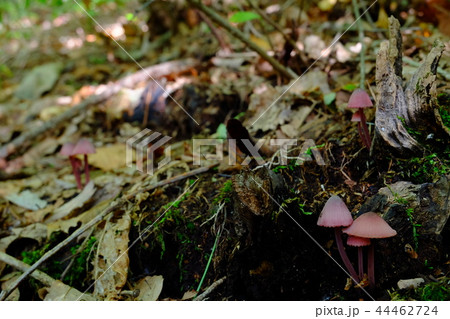 チシオタケ チシオタケ 44462724