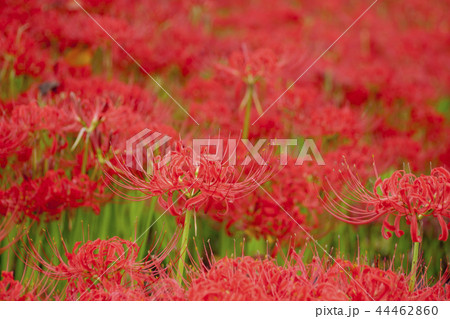 巾着田の彼岸花 44462860